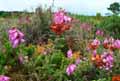 Ericaceae-Erica-ciliaris-Bruyere-ciliee.jpg