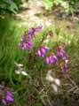 Erica cinerea