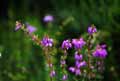 Ericaceae-Erica-cinerea-Bruyere-cendree.jpg