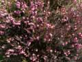 Erica herbacea, Erica carnea