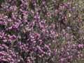 Erica herbacea, Erica carnea