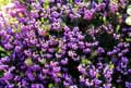 Ericaceae-Erica-herbacea-Erica-carnea-Bruyere-carnee-Bruyere-des-Alpes-Bruyere-des-neiges.jpg