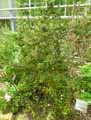 Ericaceae-Erica-multiflora-Bruyere-a-fleurs-nombreuses.jpg