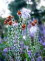 Ericaceae-Erica-tetralix-Bruyere-a-quatre-angles-Bruyere-quaternee.jpg