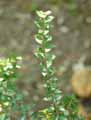Gaultheria mucronata