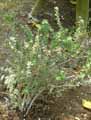 Gaultheria mucronata