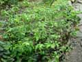 Ericaceae-Leucothoe-racemosa-Swamp-doghobble.jpg