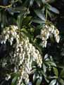 Ericaceae-Pieris-japonica-Andromede-Pieride-du-Japon.jpg