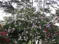 Rhododendron Blue Peter