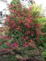 Rhododendron arboreum