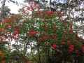Rhododendron arboreum