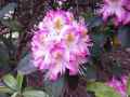 Rhododendron arboreum