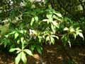 Rhododendron augustinii
