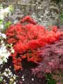 Rhododendron azalea