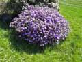 Rhododendron azalea