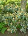 Rhododendron bureavii