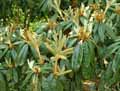 Rhododendron bureavii