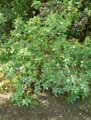 Rhododendron cinnabarinum