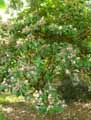 Rhododendron decorum