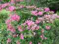 Rhododendron ferrugineum