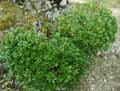 Rhododendron ferrugineum