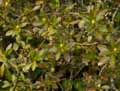 Rhododendron hirsutum