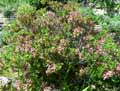 Rhododendron hirsutum