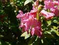 Rhododendron hirsutum