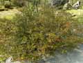 Rhododendron hirsutum