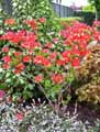 Rhododendron japonicum