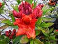 Rhododendron japonicum