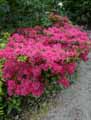 Rhododendron japonicum