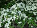Rhododendron obtusum amoenum Snow
