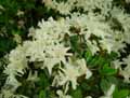 Rhododendron obtusum amoenum Snow
