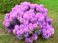 Rhododendron ponticum