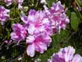 Rhododendron ponticum