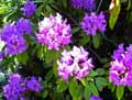 Rhododendron ponticum