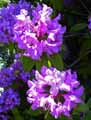 Rhododendron ponticum