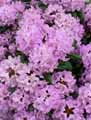 Rhododendron ponticum