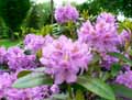 Rhododendron ponticum