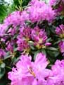 Rhododendron ponticum