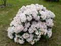 Rhododendron x