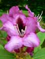 Rhododendron x