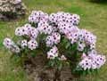 Rhododendron x