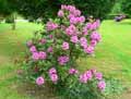 Rhododendron x
