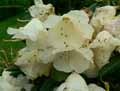 Rhododendron x