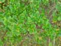 Escallonia floribunda