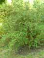 Escalloniales