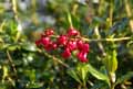 Escallonia macrantha Rubra