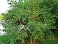 Escallonia revoluta